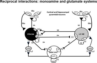 Ketamine promptly normalizes excess norepinephrine and enhances dopamine neuronal activity in Wistar Kyoto rats